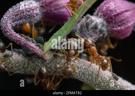 Fourmis rouges, Myrmica et pucerons sur orchidée Banque D'Images