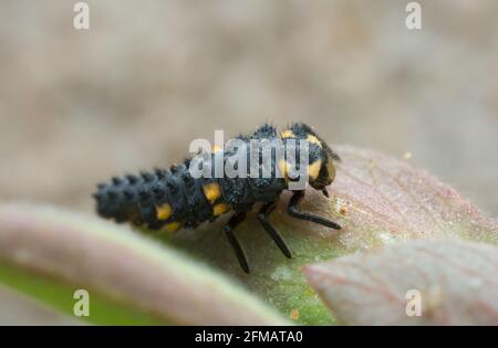 Larve de coccinelle, photo macro Banque D'Images