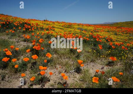 Vue de la vallée de l'Antelope California Poppy Super Bloom, fleurs de pavot en fleur à travers la vallée de l'Antelope et collines ondoyantes, lundi 1er avril 2019 photo par Jennifer Graylock-Graylock.com 917-519-7666 Banque D'Images