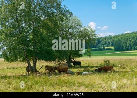 Allemagne, Bade-Wurtemberg, Lenningen-Schopfloch, bovins de haute montagne, bovins écossais de haute terre à la recherche de l'ombre, en libre-service dans le Naturschutzgebiet Schopflocher Moor Moor, Banque D'Images