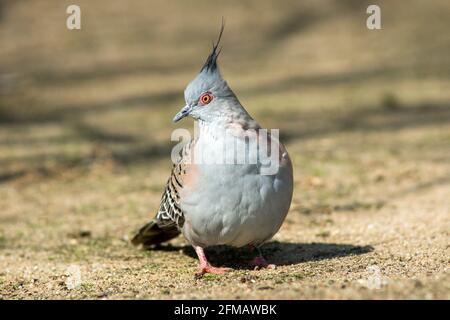 Le pigeon à courte tétée, également connu sous le nom de pigeon à crête australien, Ocyphaps lophotes, est une espèce de pigeon originaire d'Australie. Banque D'Images