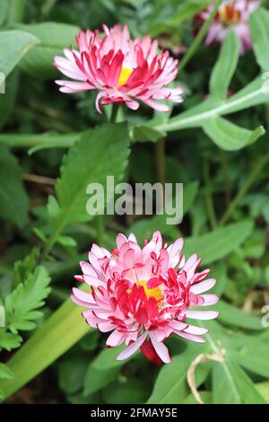 Bellis perennis ‘Bam Bam Red’ Double Daisy – fleurs bicolore avec pétales extérieurs rouges et pétales intérieurs blancs, mai, Angleterre, Royaume-Uni Banque D'Images