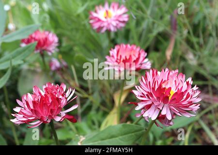 Bellis perennis ‘Bam Bam Red’ Double Daisy – fleurs bicolore avec pétales extérieurs rouges et pétales intérieurs blancs, mai, Angleterre, Royaume-Uni Banque D'Images