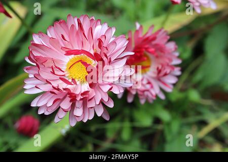 Bellis perennis ‘Bam Bam Red’ Double Daisy – fleurs bicolore avec pétales extérieurs rouges et pétales intérieurs blancs, mai, Angleterre, Royaume-Uni Banque D'Images