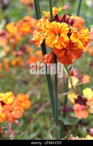 Erysimum cheiri ‘Apricot Twist’ Wallflower Apricot Twist – fleurs orange avec stries jaunes – possible virus de la mosaïque erysimum, mai, Angleterre, Royaume-Uni Banque D'Images