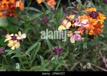 Erysimum cheiri ‘Apricot Twist’ et ‘pourpret’ – possible virus de la mosaïque erysimum, mai, Angleterre, Royaume-Uni Banque D'Images