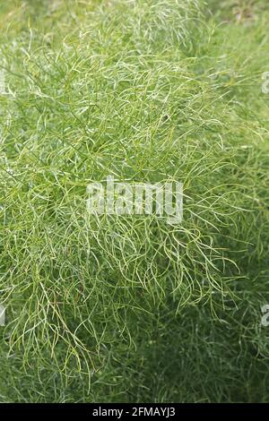 Ferula communis ‘Gigantea’ laisse seulement le fenouil géant – monticule de feuilles vertes grises douces et à plumes, mai, Angleterre, Royaume-Uni Banque D'Images