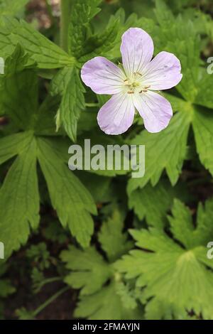 Géranium maculatum «Beth Chatto» crâne tacheté Beth Chatto – fleurs rose pâle aux nervures sombres, Mai, Angleterre, Royaume-Uni Banque D'Images