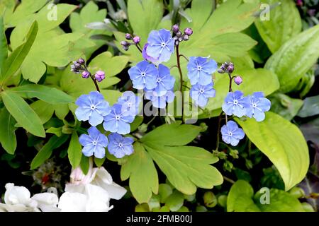 Omphalodes cappadocica ‘Cherry Ingram’ Cappadocian navelwort Cherry Ingram – fleurs bleu vif avec lignes radiales blanches, mai, Angleterre, Royaume-Uni Banque D'Images