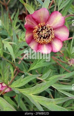 Paeonia delavayi pivoine de Delavay – fleurs de bordeaux se décolorant à une bande jaune pâle dans les centres pétale et des feuilles profondément divisées, May, Angleterre, Royaume-Uni Banque D'Images