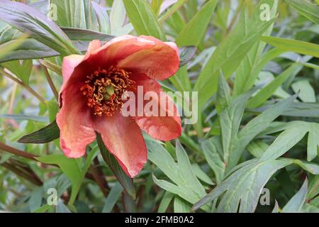 Paeonia delavayi pivoine de Delavay – fleurs de bordeaux se décolorant à une bande jaune pâle dans les centres pétale et des feuilles profondément divisées, May, Angleterre, Royaume-Uni Banque D'Images