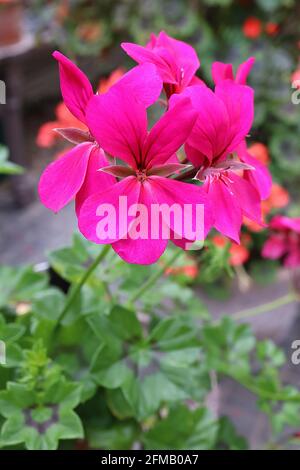 Pelargonium ‘Surcouf’ geranium à feuilles avy – fleurs rose magenta et feuilles de palmate brillantes, May, Angleterre, Royaume-Uni Banque D'Images