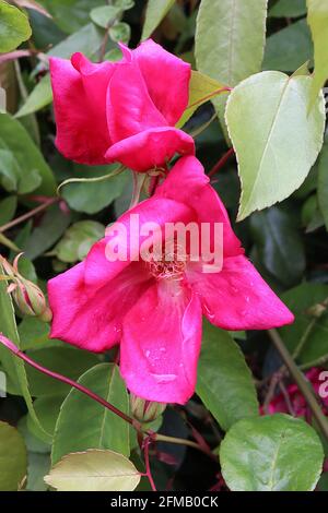 Rosa x odorata ‘cramoisi Bengale’ (CH) Rose cramoisi Bengale – fleurs simples rouges de cerise fortement parfumées et branches sans épine, mai, Angleterre, Royaume-Uni Banque D'Images