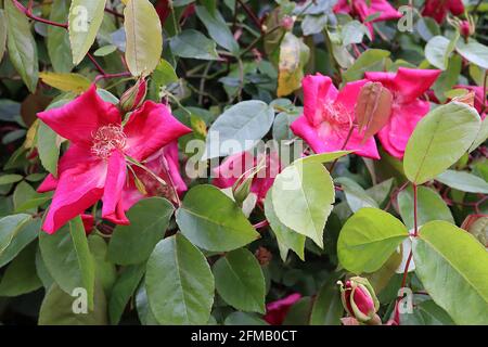 Rosa x odorata ‘cramoisi Bengale’ (CH) Rose cramoisi Bengale – fleurs simples rouges de cerise fortement parfumées et branches sans épine, mai, Angleterre, Royaume-Uni Banque D'Images