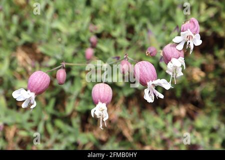 Silene vulgaris vessie campion – pétales blancs en forme de cuillère émergeant d'un grand calice violet, mai, Angleterre, Royaume-Uni Banque D'Images