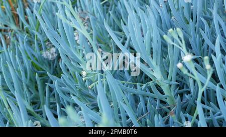 Jardinage succulent d'usine de glace en Californie, États-Unis. Décoration de jardin. Plantes naturelles ornementales mexicaines et fleurs, floriculture aride désert. Atmosphère calme. Figue aigre ou hottentot. Banque D'Images