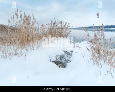 Allemagne, Saxe-Anhalt, Müuellen, Geiseltalsee, hiver au lac, roseaux dans la neige sur la rive Banque D'Images