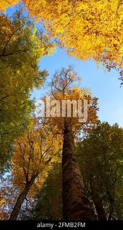 Ce paysage d'automne unique à Yedigoler, en Turquie, abrite des arbres qui créent des images impressionnantes avec leurs feuilles jaunées. Banque D'Images