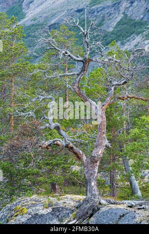 Vieux pin, parc national de Saltfjellet-Svartisen, Nordland, Norvège Banque D'Images