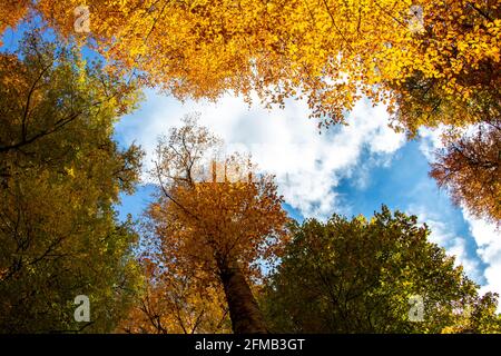 Ce paysage d'automne unique à Yedigoler, en Turquie, abrite des arbres qui créent des images impressionnantes avec leurs feuilles jaunées. Banque D'Images