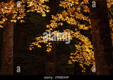 Ce paysage d'automne unique à Yedigoler, en Turquie, abrite des arbres qui créent des images impressionnantes avec leurs feuilles jaunées. Banque D'Images