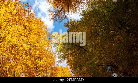 Ce paysage d'automne unique à Yedigoler, en Turquie, abrite des arbres qui créent des images impressionnantes avec leurs feuilles jaunées. Banque D'Images