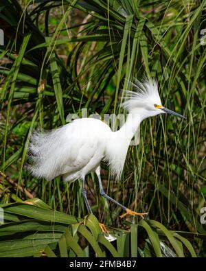 L'Egret de Snowy bourre son plumage à la ferme des alligators de St. Augustine, Floride, États-Unis. Banque D'Images