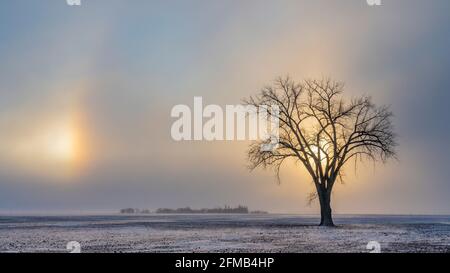 Sundogs et un arbre isolé dans les Prairies à Myrtle, Manitoba, Canada. Banque D'Images
