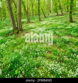 Forêt de hornbeam au printemps, les premières fleurs couvrent le sol, Ziegelrodaer Forst, Saxe-Anhalt, Allemagne Banque D'Images