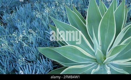 Feuilles d'agave bleues, jardinage succulent en Californie, États-Unis. Décoration de jardin, yucca, plante de siècle ou aloès. Plantes naturelles ornementales mexicaines, floriculture du désert aride. Atmosphère calme Banque D'Images