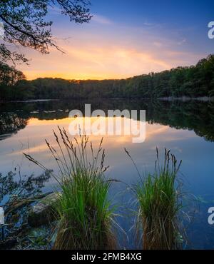 Allemagne, Brandebourg, Grumsiner Forst, forêt de hêtres classée au patrimoine mondial de l'UNESCO Grumsin, Kleiner Waldsee au coucher du soleil Banque D'Images