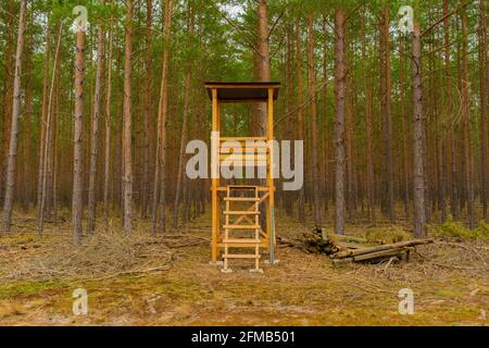 Nouveau siège haut pour un chasseur devant un jeune forêt de pins Banque D'Images
