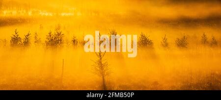 Allemagne, Mecklembourg-Poméranie occidentale, Parc national de Müritz, sous-zone de Serrahn, humeur du matin dans la lande, brouillard brille dans la lumière chaude au lever du soleil, herbe de coton en fleur Banque D'Images