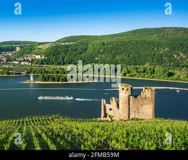 Allemagne, Hesse, Rheingau, Rüdesheim, Assmannshausen, Les ruines du château d'Ehrenfels dans les vignobles du Rhin, derrière la tour de la souris près de Bingen, vallée du Haut-Rhin moyen classée au patrimoine mondial Banque D'Images