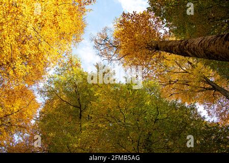 Ce paysage d'automne unique à Yedigoler, en Turquie, abrite des arbres qui créent des images impressionnantes avec leurs feuilles jaunées. Banque D'Images