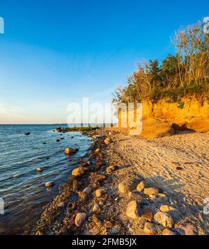 Paysage côtier naturel sur la mer Baltique, côte escarpée dans la lumière du soir, Hohen Wieschendorf Huk, près de Wismar, Mecklembourg-Poméranie occidentale, Allemagne Banque D'Images