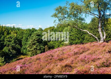 Paysage typique de bruyère avec des fleurs de bruyère et de bouleaux sur la colline, Lüneburg Heath, près d'Egestorf, Basse-Saxe, Allemagne Banque D'Images