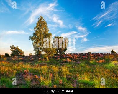 Paysage typique de la lande avec la bruyère et le genévrier en pleine floraison dans la lumière du dernier soir, Lueneburg Heath, Basse-Saxe, Allemagne Banque D'Images