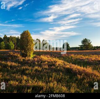 Paysage typique de la lande avec la bruyère et le genévrier en pleine floraison dans la lumière du dernier soir, Lueneburg Heath, Basse-Saxe, Allemagne Banque D'Images