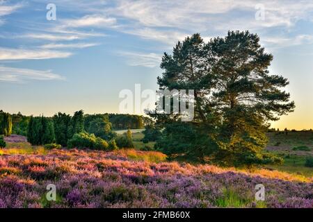 Paysage typique de la lande avec la bruyère et le genévrier en pleine floraison dans la lumière du dernier soir, Lueneburg Heath, Basse-Saxe, Allemagne Banque D'Images