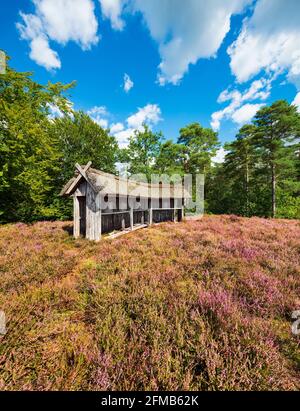 Paysage typique de bruyère avec ruches traditionnelles et bruyère à fleurs, Lueneburg Heath, Basse-Saxe, Allemagne Banque D'Images