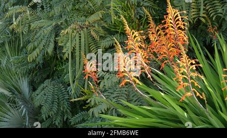 Fleur d'oranger de drapeau africain, Chasmanthe Floribunda fond botanique naturel. Fleurs exotiques dans le jardin, jardinage en Californie, Etats-Unis. Une flore vive et un feuillage luxuriant. Couleurs des plantes juteuses vibrantes. Banque D'Images