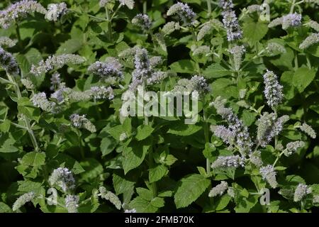 Feuilles et fleurs de la vraie menthe poivrée, Mentha piperita, en été, Bavière, Allemagne, Europe Banque D'Images