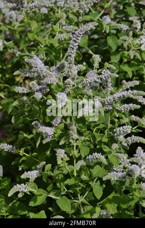 Feuilles et fleurs de la vraie menthe poivrée, Mentha piperita, en été, Bavière, Allemagne, Europe Banque D'Images