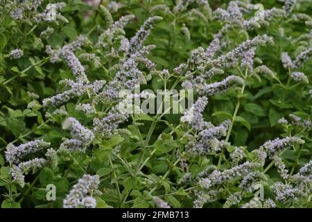 Feuilles et fleurs de la vraie menthe poivrée, Mentha piperita, en été, Bavière, Allemagne, Europe Banque D'Images