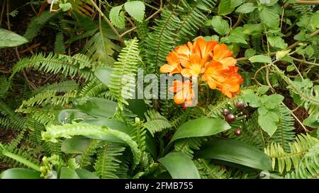 Fleur de nénuphar kafir, Californie, États-Unis. Clivia miniata orange flamboyant exotique flambant flambant vif fleur botanique. Jungle tropicale atmosphère de forêt tropicale. Jardin naturel, vert vif et frais. Banque D'Images