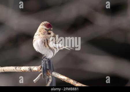 Un Redpoll commun en Alaska Banque D'Images