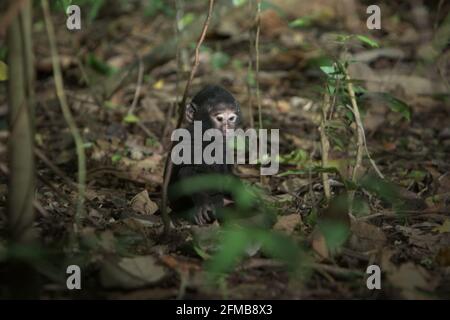 Un bébé macaque à crête (âge inconnu) jouant seul sur le fond de la forêt dans la réserve naturelle de Tangkoko, au nord de Sulawesi, en Indonésie. Les scientifiques primates de Macaca Nigra Project ont observé que la période de sevrage d'un nourrisson macaque à crête commence à l'âge de 5 mois et se termine habituellement à environ 1 ans, c'est la première phase de vie où la mortalité infantile est la plus élevée. Banque D'Images