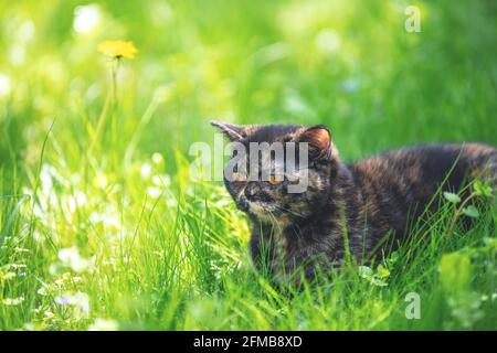 Mignon tortoiseshell chaton en plein air. Le chat allongé dans l'herbe verte dans le jardin de printemps Banque D'Images