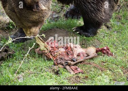 Ours brun avec cerf mort Banque D'Images